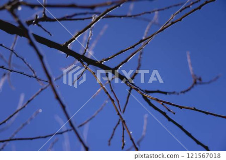 the branches covered with a layer of ice, icicles the branches covered with a layer of ice, icicles 121567018