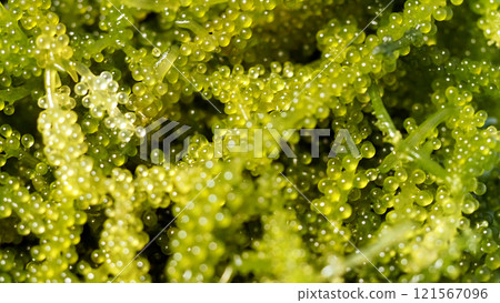 新鮮海葡萄沖繩 kubirezuta 綠魚子醬特寫 新鮮海葡萄沖繩 kubirezuta 綠魚子醬特寫 121567096