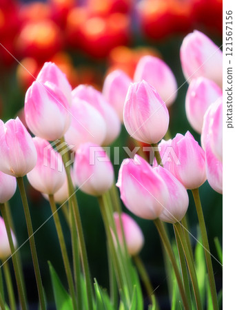 bright pink tulips 121567156