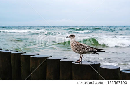 Seagull Sitting On The Wooden Groynes In The Baltic Sea Seagull Sitting On The Wooden Groynes In The Baltic Sea 121567190