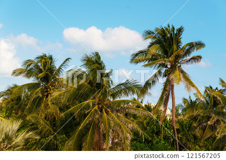 Lush Tropical Palm Trees Standing Gracefully Beneath a Clear and Bright Blue Sky Above 121567205
