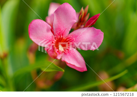 A stunning and beautiful Pink Nerium Oleander Flower in full and vibrant bloom right now A stunning and beautiful Pink Nerium Oleander Flower in full and vibrant bloom right now 121567218