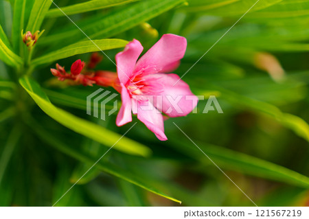 A Beautiful, Delicate Pink Blooming Oleander Flower is Nestled Amidst Lush Green Leaves A Beautiful, Delicate Pink Blooming Oleander Flower is Nestled Amidst Lush Green Leaves 121567219