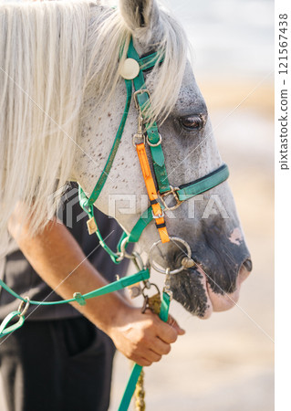 horse's head on a walk. horse's face in the fresh air 121567438