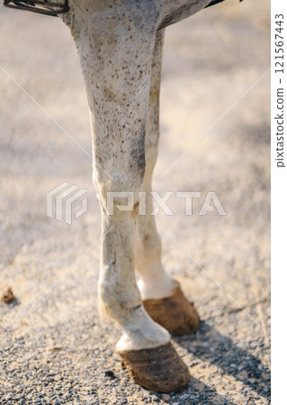 horse's feet on the asphalt. horse's hooves on the road surface 121567443