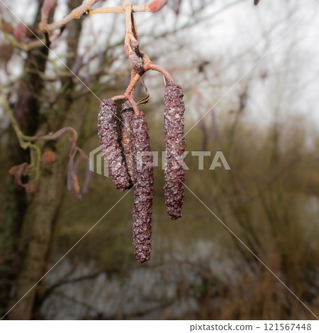 A close-up photo of Common Alder catkins, in late autumn, on a blurred background, Alnus Glutinosa 121567448