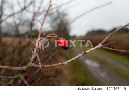 Rose hep, rose haw, or rose hip berries still hanging on a branch in autumn. No leaves Rose hep, rose haw, or rose hip berries still hanging on a branch in autumn. No leaves 121567449