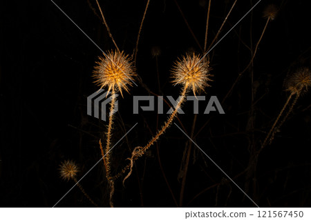 A close-up picture of a dry Yellowflower teasel or Dipsacus strigosus. Isolated on a black background A close-up picture of a dry Yellowflower teasel or Dipsacus strigosus. Isolated on a black background 121567450