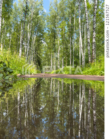 mirror image of trees in a puddle after a rain in the park mirror image of trees in a puddle after a rain in the park 121567527