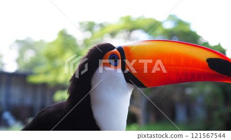 Colorful and beautiful toucan close-up Colorful and beautiful toucan close-up 121567544