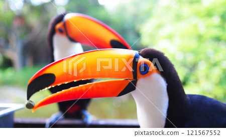 Colorful and beautiful toucan close-up Colorful and beautiful toucan close-up 121567552