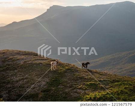 Mountain slope with two goats at sunset. 121567579