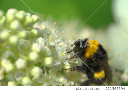 A large bumblebee on a white flower 121567594