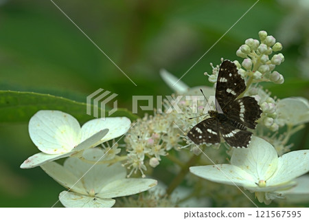 Araschnia levana butterfly on white flowers Araschnia levana butterfly on white flowers 121567595