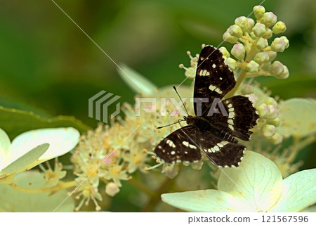 Araschnia levana butterfly on white flowers Araschnia levana butterfly on white flowers 121567596