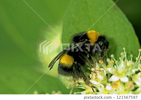 A large bumblebee on a white flower A large bumblebee on a white flower 121567597