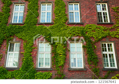 A building made of old red brick with lush green ivy climbing over it on the old Zamek Krolewski na Wawelu castle in the center of Krakow. 121567641