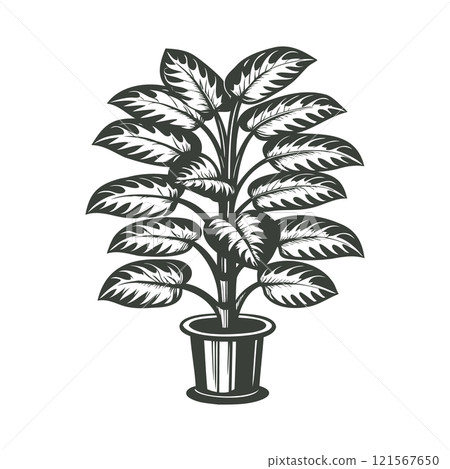Dieffenbachia in a pot isolated on a white background. Botanical element for interior design. Monochrome black and white illustration. 121567650