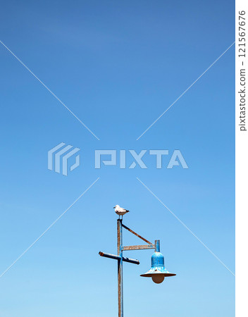 Hartlaubs sea gull. Seagull standing on lamppost against background of blue sky 121567676