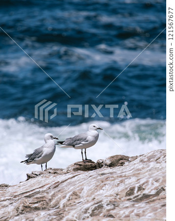 Hartlaubs sea gull. Two seagulls stand on stone against background of blue ocean 121567677