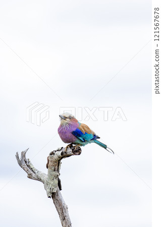 European roller, colorful bird on dry branch, green background. South Africa 121567678