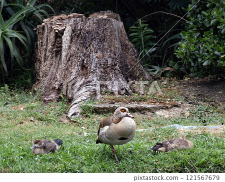 Egyptian goose resting on the lawn, Alopochen aegyptiaca in natural habitat 121567679