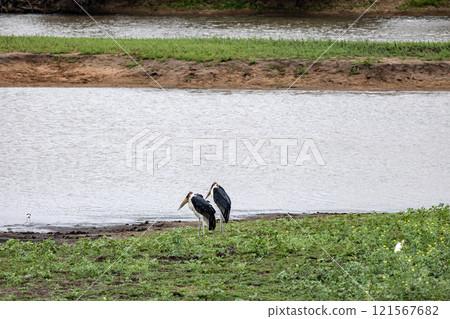 Two African marabou birds, Couple of Marabou stork on lake shore. wildlife 121567682