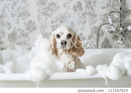 American English Cocker Spaniel in the shower foam 121567924