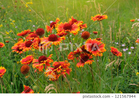 Flowers of Gaillardia is growing in garden. Profusely flowering. Perennial ornamental plant. Flowers in meadow. Sunny day. Flowers of Gaillardia is growing in garden. Profusely flowering. Perennial ornamental plant. Flowers in meadow. Sunny day. 121567944