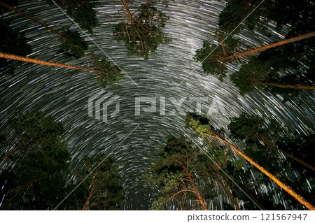 Captivating star trails create a mesmerizing dome above tall pine trees in a serene night sky 121567947