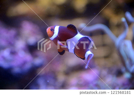 Anemone fish Anemone fish 121568181