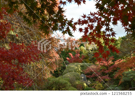 大本山妙心寺、泰藏院、羊光園、秋天 121568255