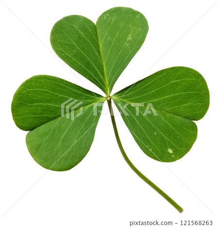 reen shamrock leaf isolated on the transparent background 121568263