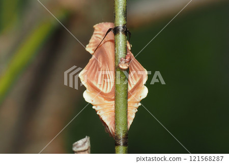 Chinese swallowtail butterfly pupa (from behind) Chinese swallowtail butterfly pupa (from behind) 121568287