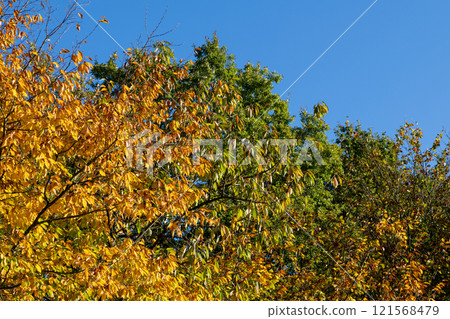 A tree with green leaves and yellow leaves A tree with green leaves and yellow leaves 121568479