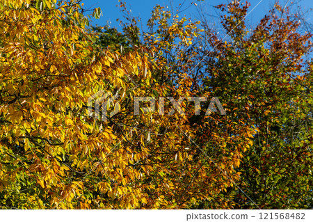 A tree with leaves that are yellow and green 121568482