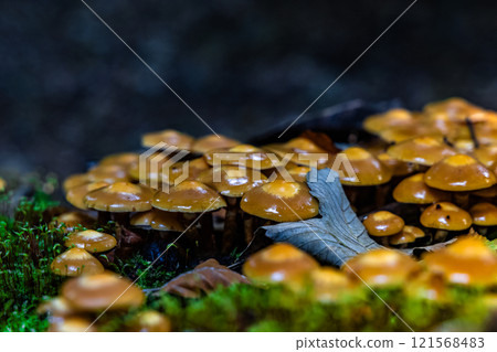 A close up of a large group of mushrooms on a mossy surface 121568483