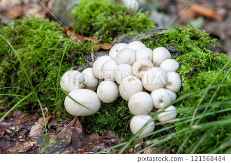 A bunch of white mushrooms are growing on a mossy log 121568484