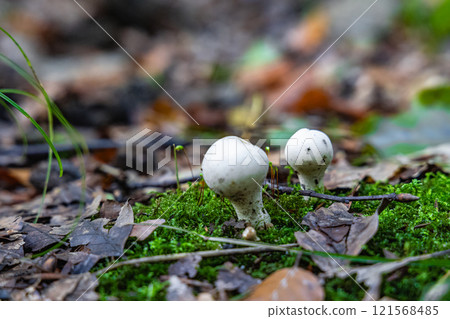 Two white mushrooms are growing on a mossy patch of ground Two white mushrooms are growing on a mossy patch of ground 121568485