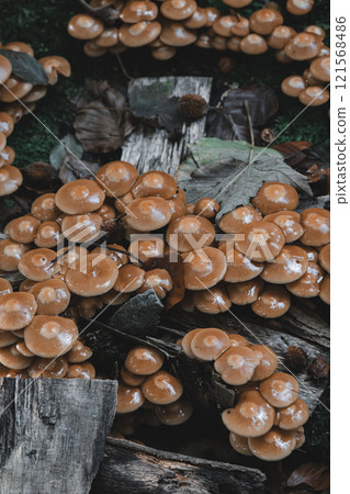 A bunch of mushrooms are growing on a log 121568486