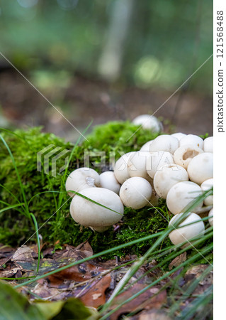 A bunch of white mushrooms are growing on a mossy log 121568488