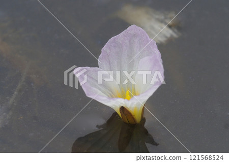 Flower plantain flower Flower plantain flower 121568524