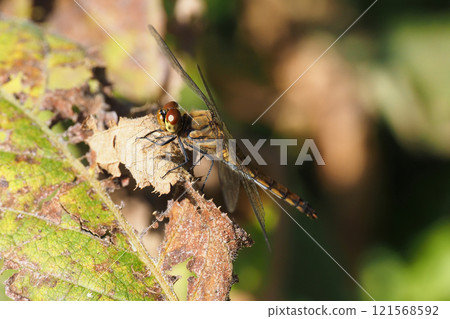 Sympetrum frequens (female) in late autumn Sympetrum frequens (female) in late autumn 121568592