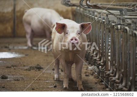 Pregnant sows on a modern farm in Denmark Pregnant sows on a modern farm in Denmark 121568602