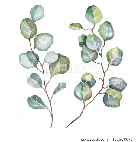 Hand-drawn watercolor illustration of two elegant eucalyptus branches with lush, aromatic leaves. Perfect for wedding invitations, botanical prints, minimalist home decor, romantic greeting cards. 121568675