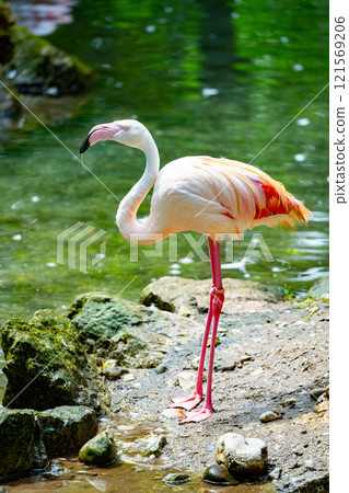 A flamingo stands gracefully at the water's edge, displaying its vibrant pink feathers. The lush greenery and calm water create a serene atmosphere in this natural habitat. A flamingo stands gracefully at the water's edge, displaying its vibrant pink feathers. The lush greenery and calm water create a serene atmosphere in this natural habitat. 121569206
