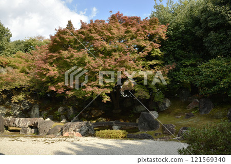 Entoku-in Temple North Garden: Maple leaves starting to change color (Higashiyama Ward, Kyoto City) 121569340