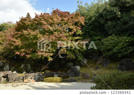 圓德院北庭的楓葉開始變色（京都市東山區） 121569341