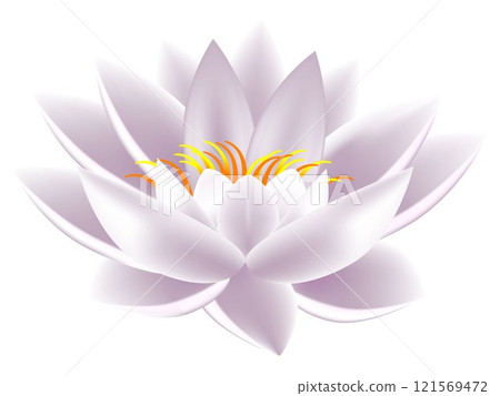 Lotus on white background. Lotus on white background. 121569472