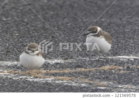 White plover standing in a parking lot White plover standing in a parking lot 121569578